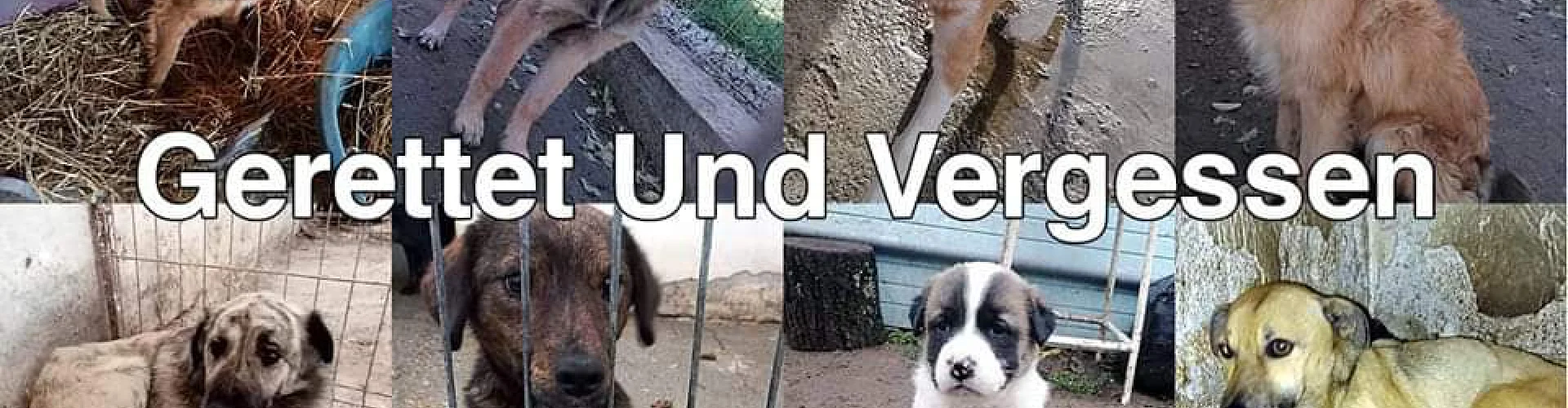 auslandshunde banner
